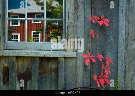 Ivy girando rosso luminoso sulla parete di una vecchia scheda batton edificio Foto Stock