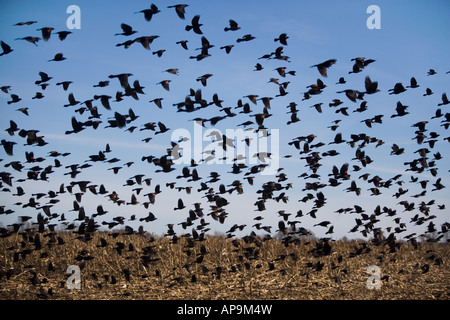 Stormo di uccelli in volo Foto Stock