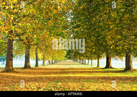 Alberi Avenue dalla lunga passeggiata al Castello di Windsor Windsor Berkshire England Regno Unito Foto Stock