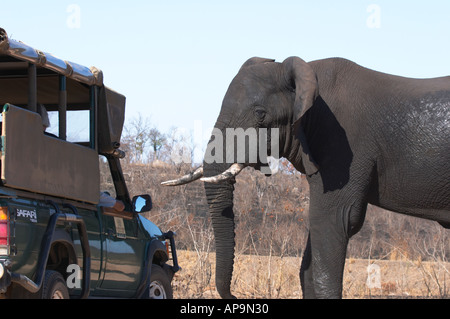 Passeggiate elefante passato un veicolo turistico Foto Stock