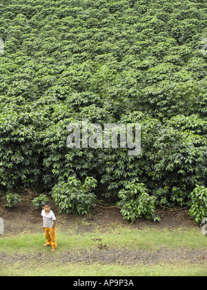 Piantagione di caffè in Costa Rica, America Centrale Foto Stock