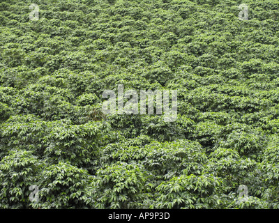 Piantagione di caffè in Costa Rica, America Centrale Foto Stock