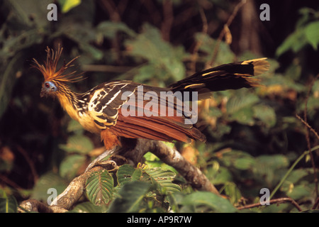 Hoatzin (Opisthocomus hoazin), Parco Nazionale Madidi, Bolivia Foto Stock