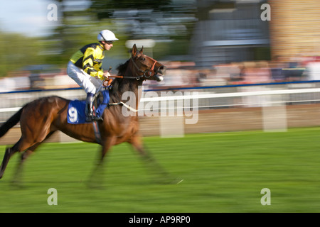 Purosangue arabi ai cavalli da corsa racing a Windsor Royal Racecourse Foto Stock