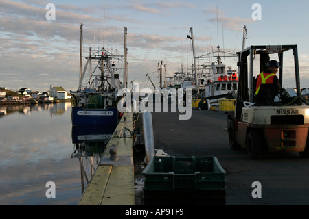 Lo scarico di pesce proveniente da pescherecci sulla banchina del porto di Twillingate, Terranova, Canada Foto Stock