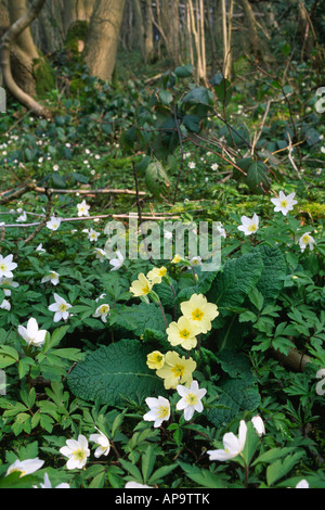 Primule (Primula vulgaris) e legno di anemoni (Anemone nemorosa ,) fioritura in bosco ceduo. Foto Stock