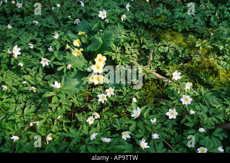 Primule (Primula vulgaris) e legno di anemoni (Anemone nemorosa ,) fioritura in bosco ceduo. Foto Stock