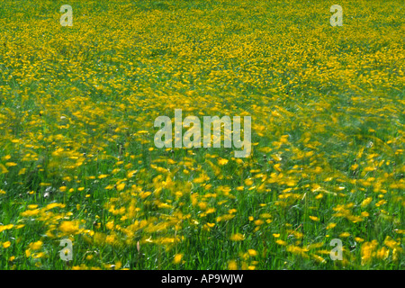 Prato Renoncules (Ranunculus acris) fioritura. Al vento, in un prato su di una azienda agricola biologica. Powys, Wales, Regno Unito . Foto Stock