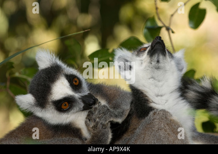 Anello-tailed lemur, lemuri catta, Isalo National Park, Madagascar Foto Stock