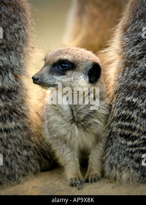 Slanciata Meerkat codato (suricata suricatta) Foto Stock