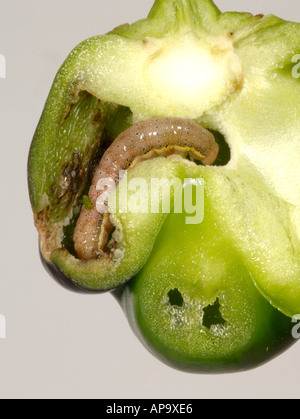 Il pomodoro Moth Lacanobia oleracea bruco su mangiato di peperone dolce sezione di frutta Foto Stock