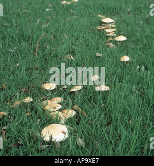 Anello di fata champignon corpi fruttiferi Marasmius oreades intorno stabilito willow tree Foto Stock