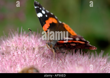 Pianta di ghiaccio (Hylotelephium spectabile) testa di fiori da vicino con l'alimentazione delle farfalle dell'ammiraglio rosso Foto Stock