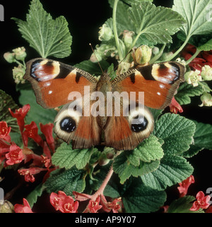 Farfalla pavone (Aglais io) imago che mostra la colorazione di avvertimento occhi su ribes fioritura Foto Stock