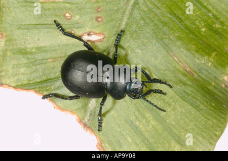 Becchi sanguinosa beetle Timarcha tenebricosa adulto su una foglia Foto Stock