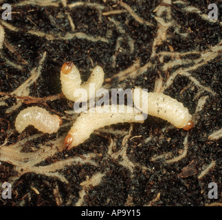 C larve a forma di vite curculioni, Otiorhynchus sulcatus, sulle radici di piante dove sono l'alimentazione Foto Stock