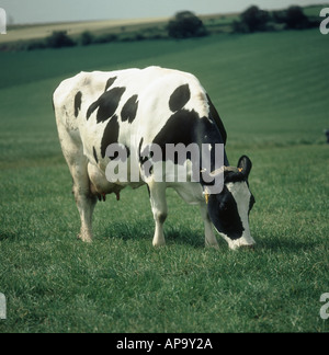 Holstein x il frisone vacca da latte che pascolano sulla buona erba a molla Foto Stock