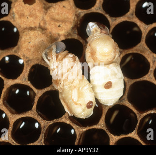 Honey Bee Apis mellifera pupa con acari della varroa che infettano i bee hive s Foto Stock
