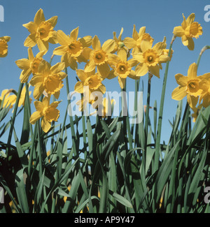 Daffodils Narcissus sp crop in full flower and against a blue spring sky Foto Stock