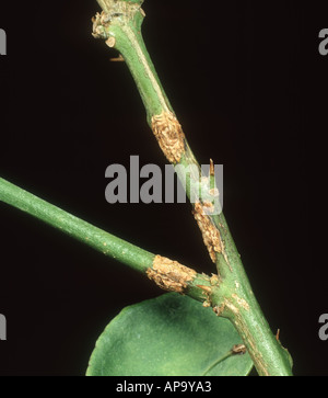 Batteriosi vascolare batterica Xanthomonas citri lesioni sul giovane lemon tree wood Foto Stock