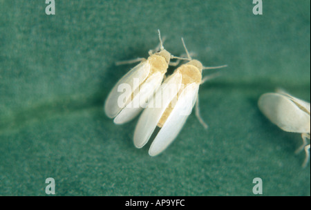 Il cotone whitefly Bemisia tabaci adulti femmine e maschi Foto Stock