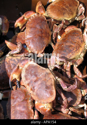 Granchi freschi Bon Appetit pescato del giorno frutti di mare Foto Stock