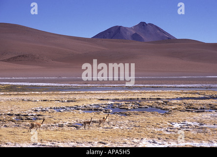 Salar de Tara, San Pedro de Atacama, Cile America del Sud Foto Stock