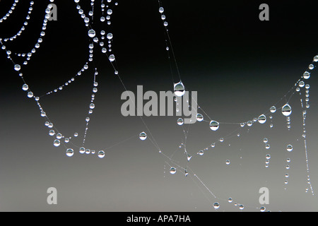 La mattina presto gocce di rugiada su una spider web Foto Stock