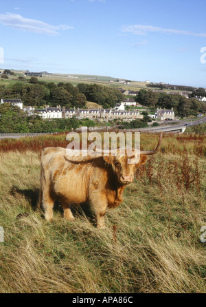 Dh DUNBEATH CAITHNESS Highland mucca sulla collina sopra Dunbeath scottish capelli lunghi capelli avvisatore acustico Foto Stock