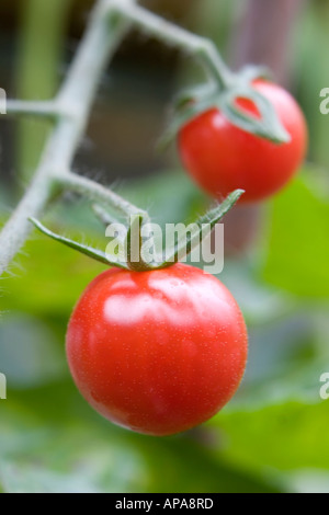 Solanum lycopersicum. Pomodori maturi sulla vite Foto Stock