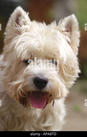 West Highland White Terrier cane Foto Stock