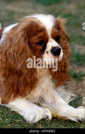 Cavalier King Charles Spaniel Foto Stock