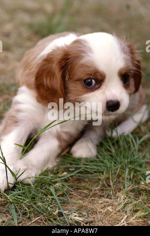 Cavalier King Charles cucciolo tirando sull'erba Foto Stock