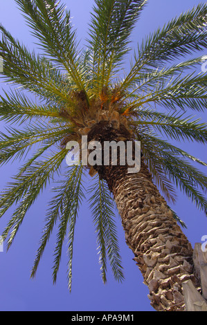 Data palme Phoenix dactylifera Rethymnon Isole Greche Grecia Giugno 2006 Foto Stock