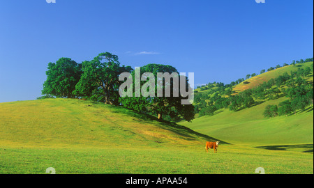 Una mucca poste nella parte anteriore del verde delle querce tra le dolci colline di primavera vicino a valle del Sacramento in California Foto Stock