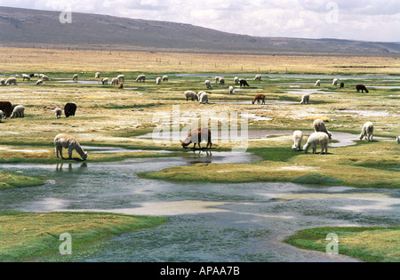Lama e alpaca su South American Altiplano, Perù Foto Stock