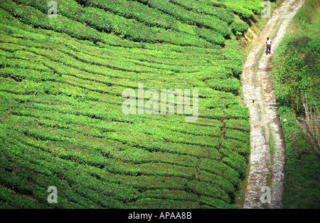 Uomo che cammina sul sentiero tagliato attraverso la Tea Estates in Cameron Highlands, Malaysia Foto Stock