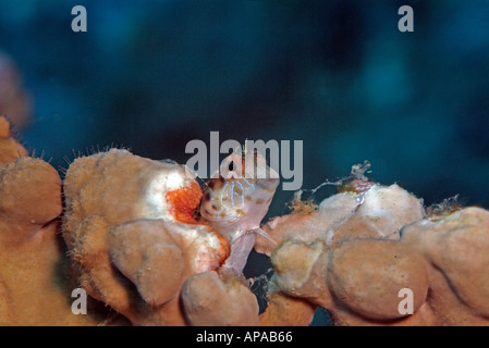 Bavose di alghe marine nel Golfo del Messico, off Texas Foto Stock