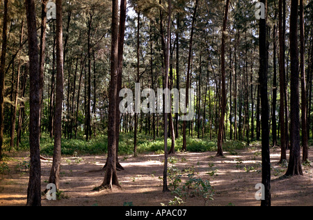 YMM 45 tronchi di alberi in grande foresta indiana di alti alberi piantati in gruppo per mobili in legno Industria in India Asia del Sud Foto Stock