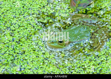 Unione Rana Verde (Rana esculenta) in stagno tra lenticchie d'acqua Foto Stock