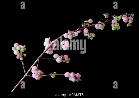 Snowberry / Coralberry Symphoricarpos Doorenbosii ' madre perla ' Foto Stock