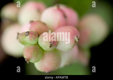 Snowberry / Coralberry Symphoricarpos Doorenbosii ' madre perla ' Foto Stock