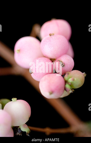 Snowberry / Coralberry Symphoricarpos Doorenbosii ' madre perla ' Foto Stock