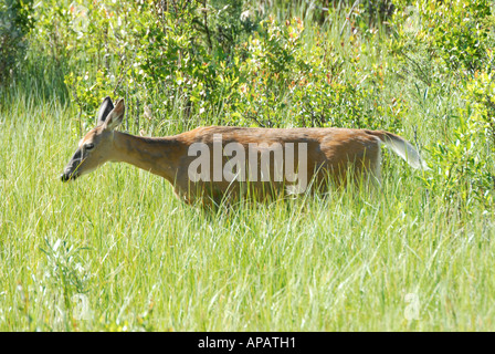 White-Tailed Deer a piedi attraverso erba lunga mostra coda bianca Foto Stock