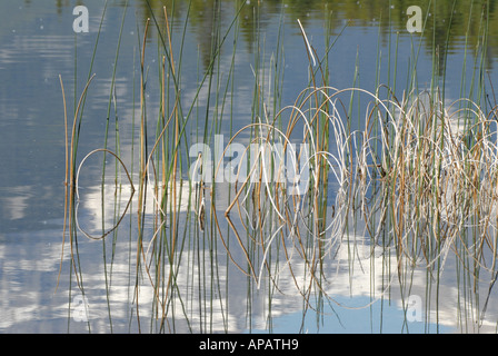 Stranamente tranquillo pattern di giunco piegato in acqua ancora riflessioni Foto Stock