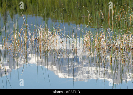 Stranamente tranquillo pattern di giunco piegato in acqua ancora riflessioni Foto Stock