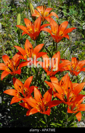 Close-up su legno occidentali Lily Foto Stock