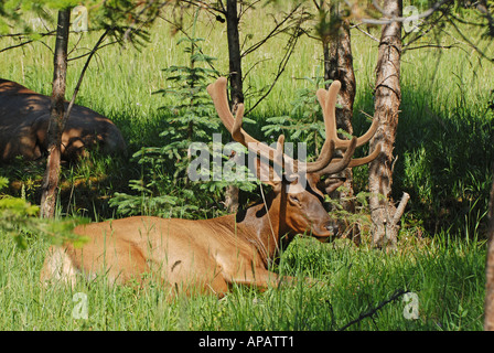 Maschio di appoggio Elk Foto Stock