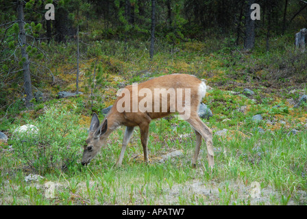 Mule Deer pascolare in primavera Foto Stock