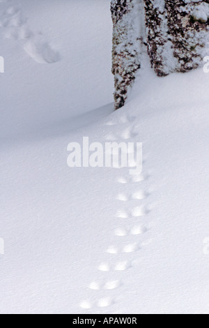 Red scoiattolo (Sciurus vulgaris) Orme nella neve Foto Stock